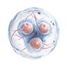 Young Myoblasts